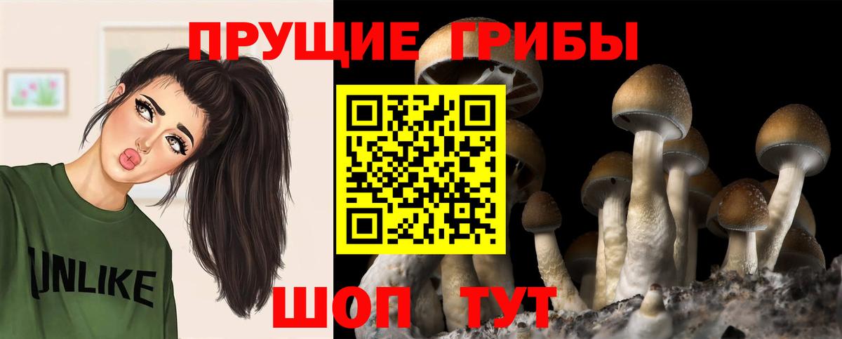 Псилоцибиновые грибы Psilocybine cubensis Лабытнанги